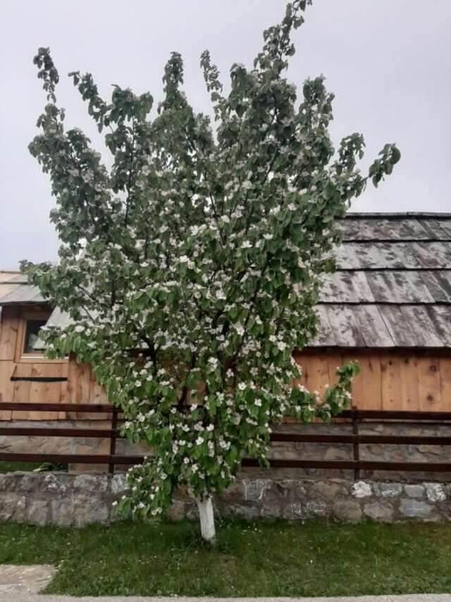 Шале Etno smjestaj ,,Bjelasica' Колашин-103